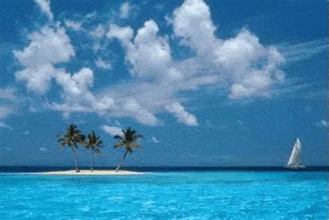 tropical beach gif|tropical bean bowl gif.